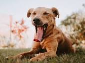 Why do dogs yawn so much and is it normal? | Barc London