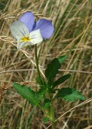 Attēlu rezultāti vaicājumam “Viola tricolor subsp. curtisii bud”
