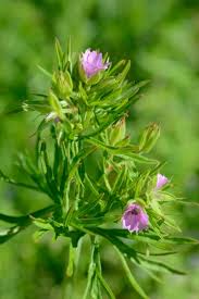 Attēlu rezultāti vaicājumam “Geranium dissectum flower”