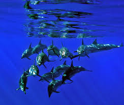 Image result for Durley Dolphin Diver