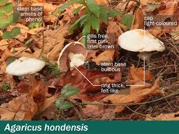 Attēlu rezultāti vaicājumam “Agaricus”