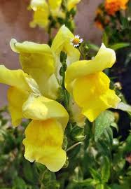 Image result for Antirrhinum majus maximum