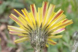 Attēlu rezultāti vaicājumam “Pilosella officinarum bud”