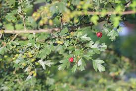 Attēlu rezultāti vaicājumam “Crataegus monogyna”
