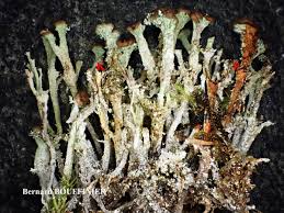 Attēlu rezultāti vaicājumam “Cladonia phyllophora”