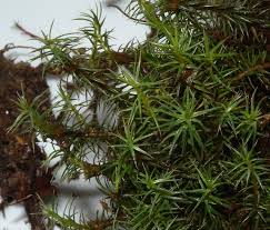 Attēlu rezultāti vaicājumam “Polytrichum juniperinum sporophyte”