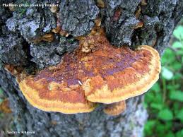 Attēlu rezultāti vaicājumam “Phellinus ferrugineofuscus”