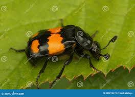 Attēlu rezultāti vaicājumam “Nicrophorus vespilloides”