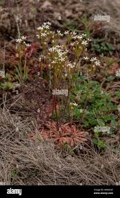 Attēlu rezultāti vaicājumam “Androsace septentrionalis”