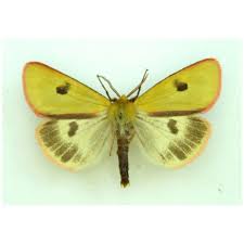 Attēlu rezultāti vaicājumam “Diacrisia sannio male”