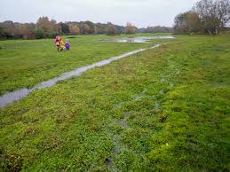 Attēlu rezultāti vaicājumam “Calliergon giganteum”