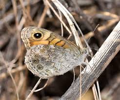 Attēlu rezultāti vaicājumam “Lasiommata megera”