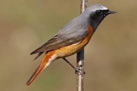 Attēlu rezultāti vaicājumam “Phoenicurus phoenicurus”