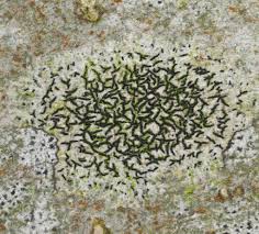 Attēlu rezultāti vaicājumam “Opegrapha atra”