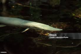 Image result for Atractosteus spatula