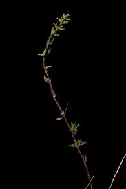 Attēlu rezultāti vaicājumam “Acinos arvensis”