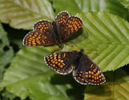 Attēlu rezultāti vaicājumam “Mellicta athalia underside”