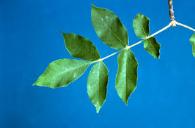 Attēlu rezultāti vaicājumam “Fraxinus pennsylvanica leaf”