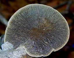 Attēlu rezultāti vaicājumam “Lenzites betulina”