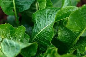 Attēlu rezultāti vaicājumam “Armoracia rusticana leaf”