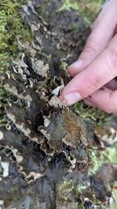 Attēlu rezultāti vaicājumam “Peltigera polydactylon”