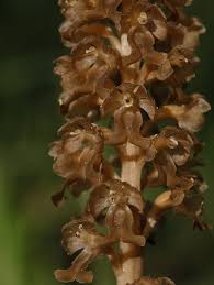 Attēlu rezultāti vaicājumam “Neottia nidus-avis”