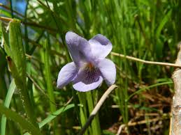 Attēlu rezultāti vaicājumam “Viola mirabilis”