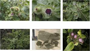 Attēlu rezultāti vaicājumam “Arctium lappa leaf”