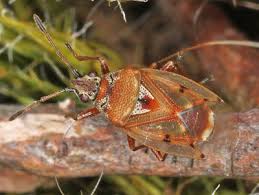 Attēlu rezultāti vaicājumam “Kleidocerys resedae”