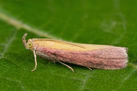 Attēlu rezultāti vaicājumam “Oncocera semirubella”