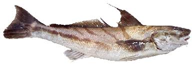 Image result for Menticirrhus saxatilis