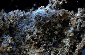 Attēlu rezultāti vaicājumam “Schistidium robustum sporophyte”