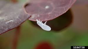 Attēlu rezultāti vaicājumam “Coniopterygidae”