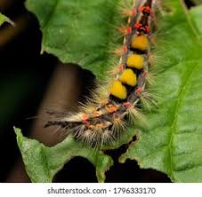 Attēlu rezultāti vaicājumam “Orgyia antiqua imago”