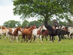 Afbeeldingsresultaat voor paarden