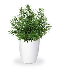 Image result for Mehikasvi