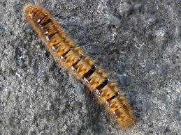 Attēlu rezultāti vaicājumam “Lasiocampa quercus larva”