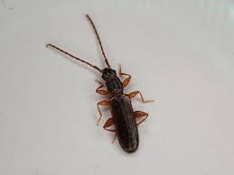 Attēlu rezultāti vaicājumam “Dendrophagus crenatus”