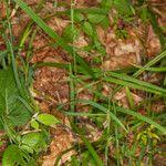 Attēlu rezultāti vaicājumam “Carex pilosa leaf”