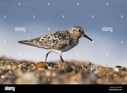 Attēlu rezultāti vaicājumam “Calidris alba adult”