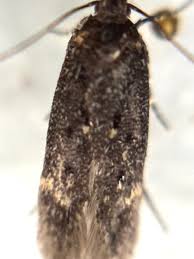 Attēlu rezultāti vaicājumam “Badhamia affinis var. microspora macro”