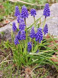 Attēlu rezultāti vaicājumam “Muscari botryoides flower”