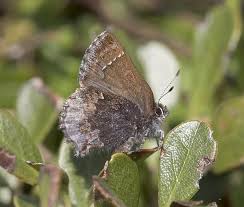 Attēlu rezultāti vaicājumam “Hymenoscyphus fructigenus var. coryli”