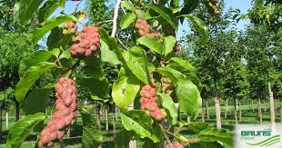 Attēlu rezultāti vaicājumam “Magnolia kobus fruit”