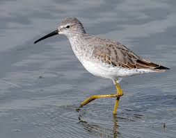Image result for Calidris himantopus