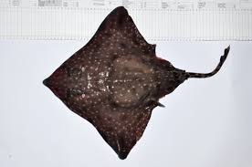 Image result for Dipturus laevis