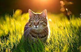 Afbeeldingsresultaat voor katten