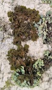 Attēlu rezultāti vaicājumam “Melanohalea olivacea”