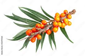 Attēlu rezultāti vaicājumam “Hippophae rhamnoides leaf”