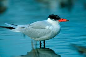 Attēlu rezultāti vaicājumam “Hydroprogne caspia”